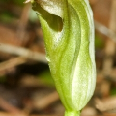 Speculantha parviflora at Saint Georges Basin, NSW - suppressed