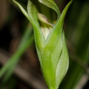 Pterostylis curta at Falls Creek, NSW - suppressed