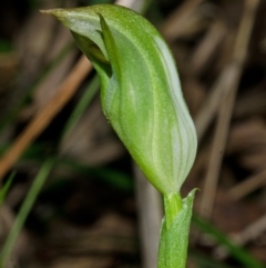 Pterostylis curta at Falls Creek, NSW - suppressed