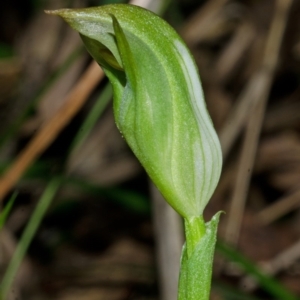 Pterostylis curta at Falls Creek, NSW - suppressed