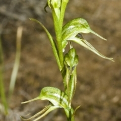 Pterostylis daintreana (Daintree's Greenhood) at Sassafras, NSW - 1 May 2007 by AlanS