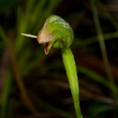 Pterostylis hispidula (Small Nodding Greenhood) at Callala Bay, NSW - 1 May 2015 by AlanS