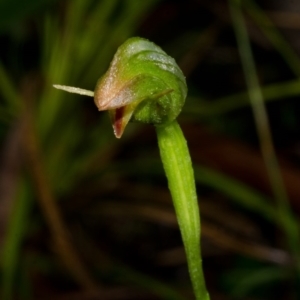 Pterostylis hispidula at Callala Bay, NSW - 2 May 2015