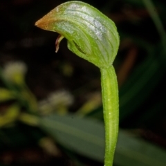 Pterostylis hispidula at Callala Bay, NSW - 2 May 2015