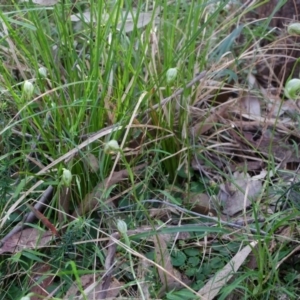 Pterostylis nutans at Illaroo, NSW - 19 Aug 2015