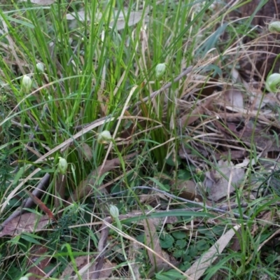 Pterostylis nutans (Nodding Greenhood) at Illaroo, NSW - 19 Aug 2015 by AlanS