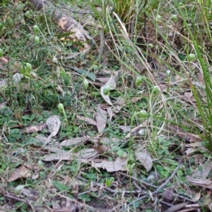 Pterostylis nutans at Illaroo, NSW - 19 Aug 2015