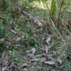 Pterostylis nutans at Illaroo, NSW - 19 Aug 2015