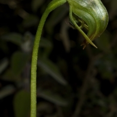 Pterostylis nutans (Nodding Greenhood) at Budgong, NSW - 26 Jun 2009 by AlanS