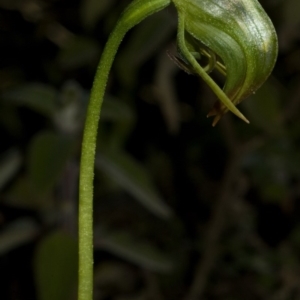 Pterostylis nutans at Budgong, NSW - suppressed