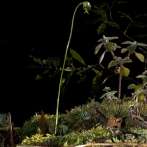 Pterostylis nutans at Budgong, NSW - suppressed