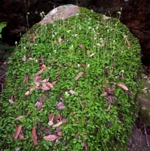 Pterostylis nutans at Bomaderry Creek Regional Park - suppressed