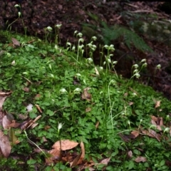 Pterostylis nutans at Bomaderry Creek Regional Park - 14 Jul 2013