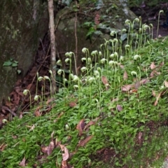 Pterostylis nutans at Bomaderry Creek Regional Park - suppressed