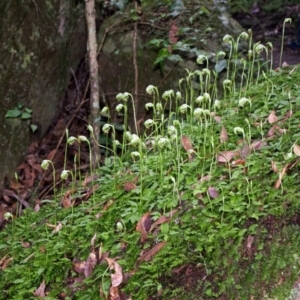 Pterostylis nutans at Bomaderry Creek Regional Park - suppressed