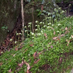 Pterostylis nutans at Bomaderry Creek Regional Park - 14 Jul 2013