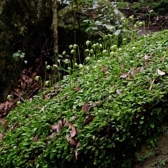 Pterostylis nutans at Bomaderry Creek Regional Park - suppressed