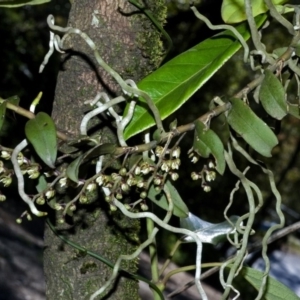 Plectorrhiza tridentata at Browns Mountain, NSW - suppressed