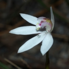 Caladenia sp. (A Caladenia) at Cambewarra Range Nature Reserve - 22 Sep 2011 by AlanS