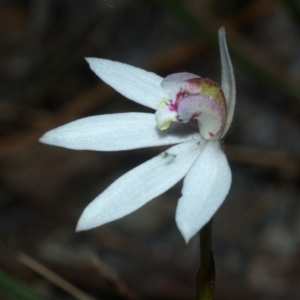 Caladenia sp. at Browns Mountain, NSW - 23 Sep 2011