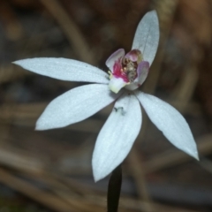 Caladenia sp. at Browns Mountain, NSW - 23 Sep 2011