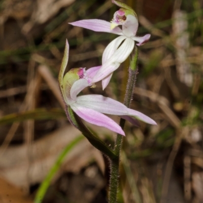 Caladenia alata (Fairy Orchid) at Comberton, NSW - 26 Aug 2013 by AlanS