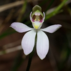 Caladenia alata at Comberton, NSW - 27 Aug 2013