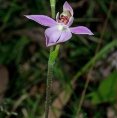 Caladenia alata at Comberton, NSW - suppressed