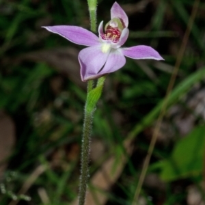 Caladenia alata at Comberton, NSW - suppressed