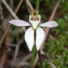 Caladenia alata (Fairy Orchid) at West Nowra, NSW - 26 Aug 2013 by AlanS