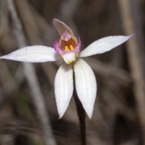 Caladenia alata at West Nowra, NSW - 26 Aug 2013