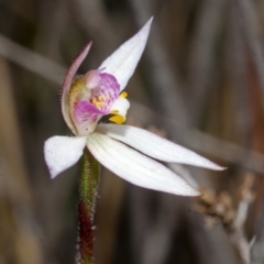 Caladenia alata at West Nowra, NSW - 26 Aug 2013