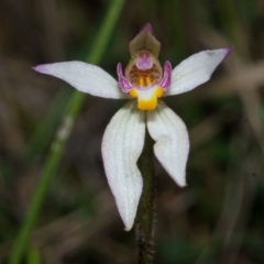 Caladenia alata (Fairy Orchid) at Bamarang, NSW - 25 Aug 2013 by AlanS