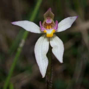 Caladenia alata at Bamarang, NSW - suppressed