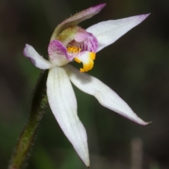 Caladenia alata at Bamarang, NSW - suppressed