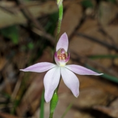 Caladenia carnea (Pink Fingers) at Wollumboola, NSW - 27 Aug 2013 by AlanS