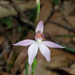 Caladenia carnea (Pink fingers) at Wollumboola, NSW - 26 Aug 2013 by AlanS