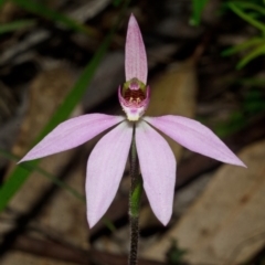 Caladenia carnea at Wollumboola, NSW - 27 Aug 2013