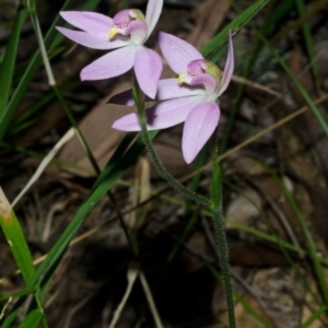 Caladenia carnea at Wollumboola, NSW - 27 Aug 2013