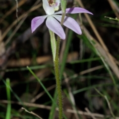 Caladenia carnea at Wollumboola, NSW - 27 Aug 2013