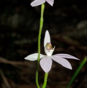 Caladenia carnea at Wollumboola, NSW - 27 Aug 2013