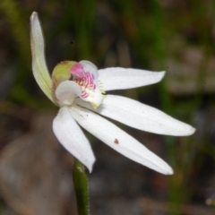 Caladenia carnea (Pink fingers) at Sanctuary Point, NSW - 23 Aug 2013 by AlanS