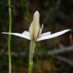 Caladenia carnea at Sanctuary Point, NSW - suppressed