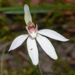 Caladenia carnea at Sanctuary Point, NSW - suppressed