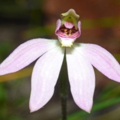 Caladenia carnea at Sanctuary Point, NSW - suppressed