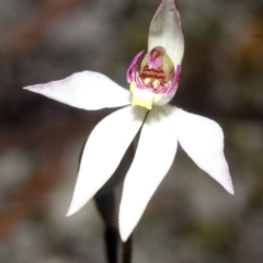 Caladenia carnea (Pink Fingers) at Callala Creek Bushcare - 28 Aug 2015 by AlanS