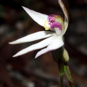 Caladenia carnea at Myola, NSW - suppressed