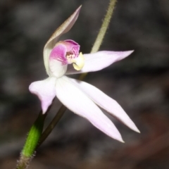 Caladenia carnea at Myola, NSW - suppressed