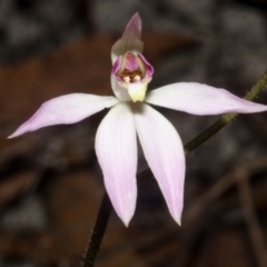 Caladenia carnea at Myola, NSW - suppressed