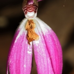 Caladenia carnea (Pink Fingers) at Callala Bay, NSW - 27 Sep 2005 by AlanS